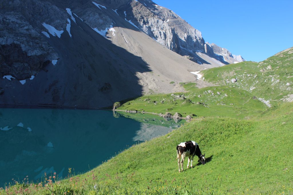Umweltleistungen der Schweizer Berglandwirtschaft
